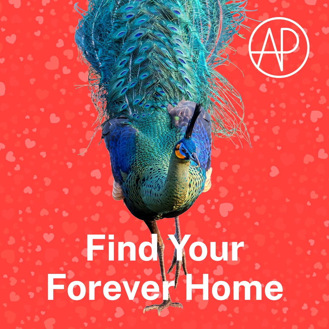 find your forever home